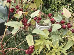 -广州神农草堂中医药博物馆