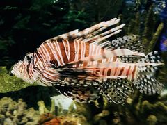 -瑞普利水族馆