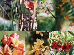 -中国科学院西双版纳热带植物园