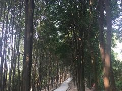 -火炉山森林公园