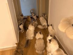 -有喵·猫咖·狗咖·30几只猫10只小狗(岗厦店)