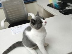 -宠颐生宠物医院·犬猫全科·皮肤科(商业街店)