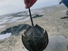 -红树林天天赶海