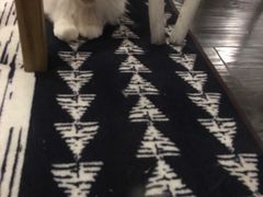 -吉丁鸟咖·异宠·寄养