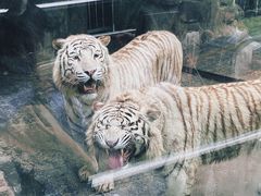 景点-青岛动物园