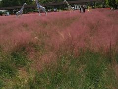 -广东花都香草世界旅游度假区