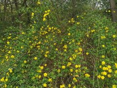 -蜀冈西峰生态公园