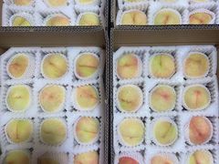 -南汇新场正宗水蜜桃采摘