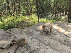 -黔灵山公园