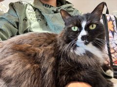 -有猫主题·治愈系猫咖(曾厝垵店)