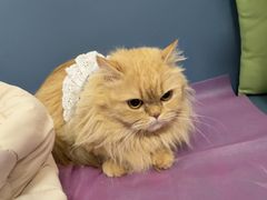 -北京观赏动物医院·24小时大型综合·猫专科·异宠专科