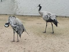 -盐城丹顶鹤湿地生态旅游区