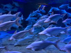 -成都浩海立方海洋公园