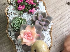 -三圣花乡旅游区