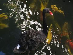 -湖鲜楼