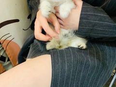 -欣宠猫屋·矮脚拿破仑·蓝金金渐层