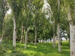 -东郊湿地公园