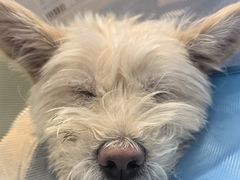 -北京派仕佳德动物医院·超导核磁·CT·神经科·骨科·内外科·急重症管理中心