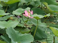 -羊亭河湿地公园