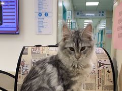 -北京观赏动物医院·24小时大型综合·猫专科·异宠专科