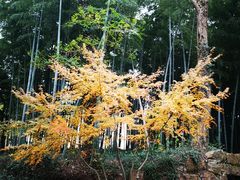 -上海市保健医疗中心