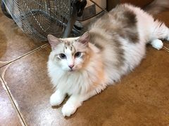 -李小姐の猫咖啡馆(五角场店)