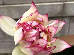 -重元寺香积厨素斋馆