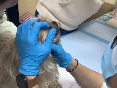 -美联众合动物医院·24h转诊中心
