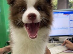 -瑞派动物医院·猫专科·至诚(江南中分院)