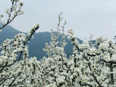 -树山生态村