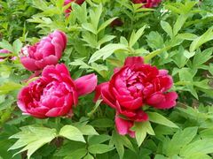 -洛阳郁金香牡丹园