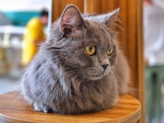 -飞行喵MR PILOT|猫舍·猫咖(静安大融城店)