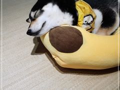 -逗柴咖啡屋·狗咖猫咖宠物桌游