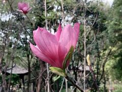 -深圳国际园林花卉博览园