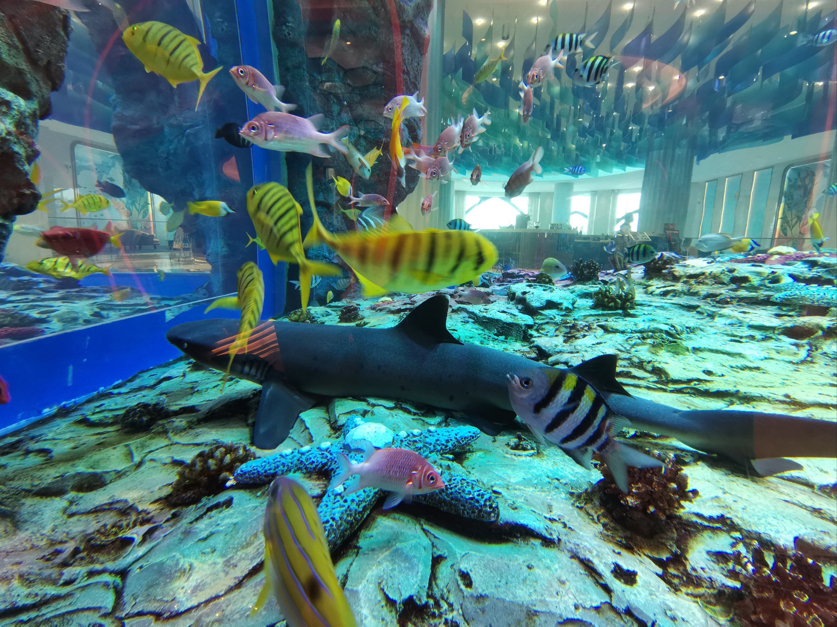 海豚湾酒店的这个大鱼缸也没养鱼了