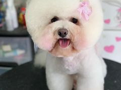-康乐迪宠物店·洗护·美容·寄养(回龙观店)