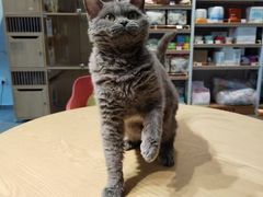 -PETKIT 小佩宠物·德文赛凯猫舍