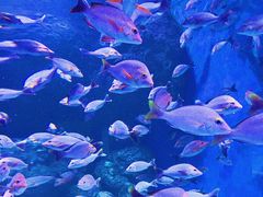 -成都浩海立方海洋公园