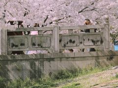 -苏州上方山国家森林公园