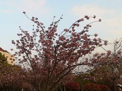 -高东镇樱花园