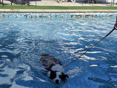 -汪说喵讲宠物乐园宠物酒店(红星美凯龙店)