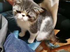 -滚猫咖啡·猫咖·猫友好撸猫(未来城店)