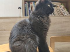 -藏猫猫咖啡主题馆(中央大道店)