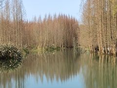 -桤木河湿地公园