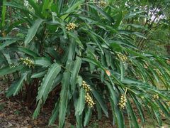 -广西壮族自治区药用植物园