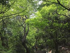 -苏州上方山国家森林公园