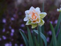 -西湖外事游船(花港观鱼码头)