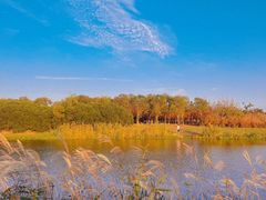 -春花秋色城市公园