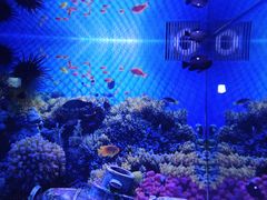-芜湖新华联大白鲸海洋公园