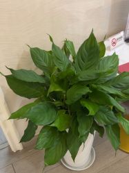 点击看大图 -安徽合肥韩美整形外科医院